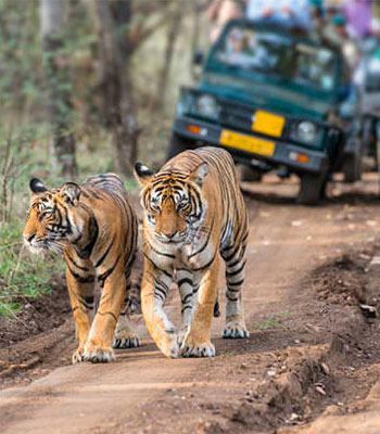 Ranthambore